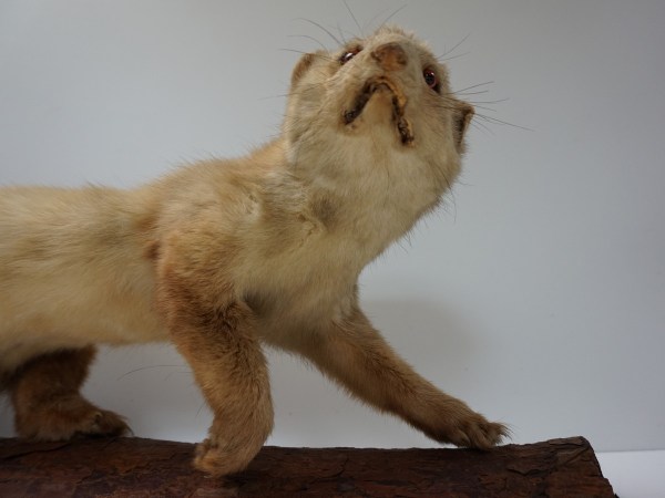 opgezette-hermelijn-taxidermy-stuffed-ermine-mounted-martres