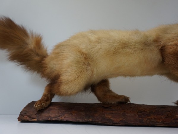 opgezette-hermelijn-taxidermy-stuffed-ermine-mounted-martres