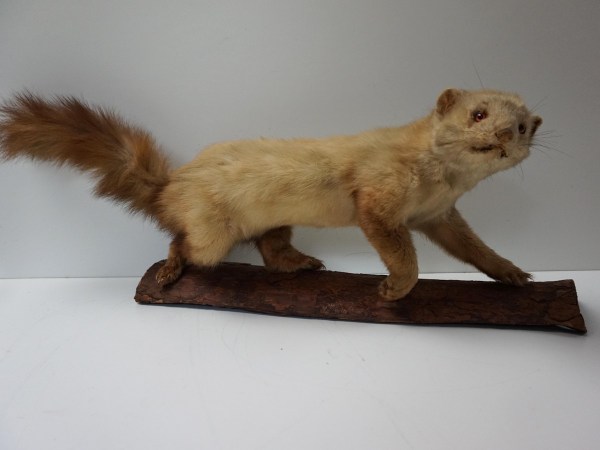 opgezette-hermelijn-taxidermy-stuffed-ermine-mounted-martres