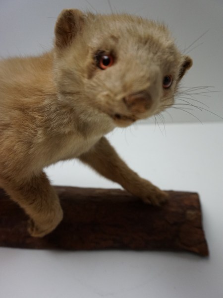 opgezette-hermelijn-taxidermy-stuffed-ermine-mounted-martres