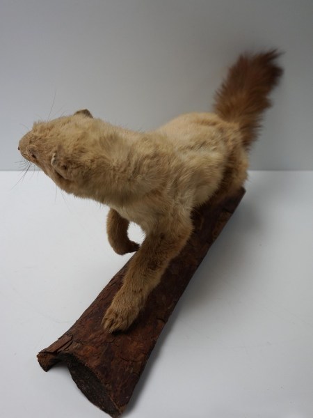 opgezette-hermelijn-taxidermy-stuffed-ermine-mounted-martres