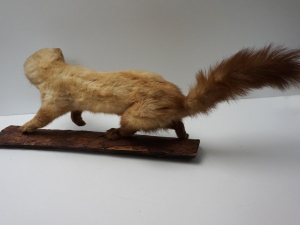 opgezette-hermelijn-taxidermy-stuffed-ermine-mounted-martres