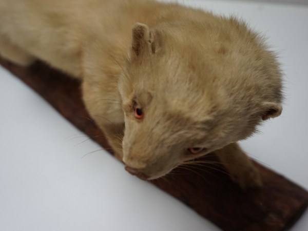 opgezette-hermelijn-taxidermy-stuffed-ermine-mounted-martres