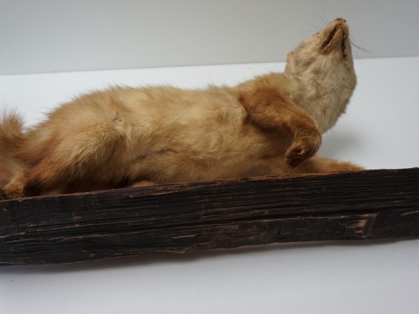 opgezette-hermelijn-taxidermy-stuffed-ermine-mounted-martres