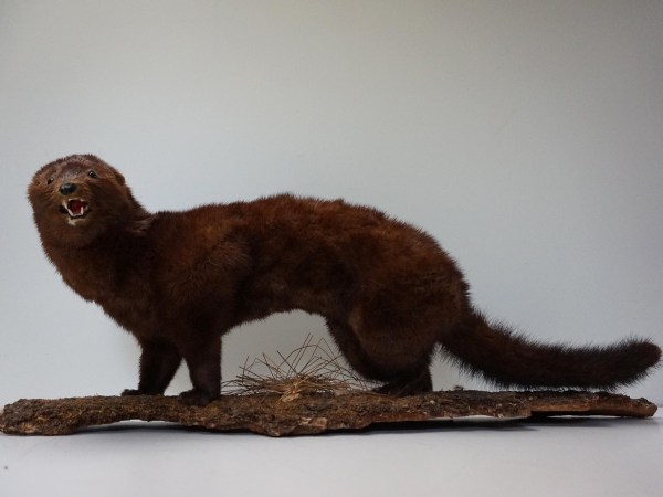 opgezette-marter-taxidermy-stuffed-marten-mounted-martres