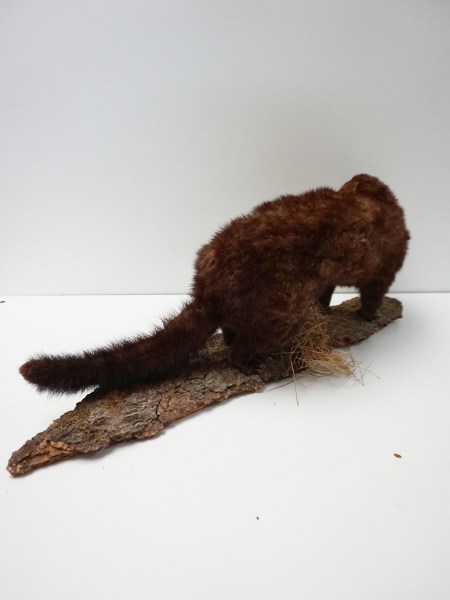 opgezette-marter-taxidermy-stuffed-marten-mounted-martres