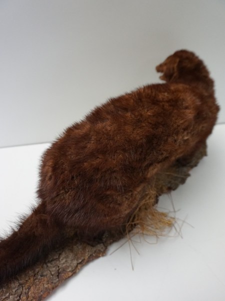 opgezette-marter-taxidermy-stuffed-marten-mounted-martres