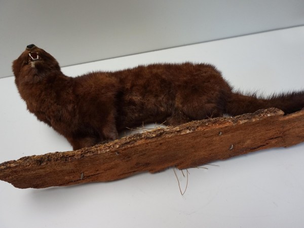 opgezette-marter-taxidermy-stuffed-marten-mounted-martres