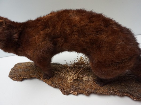 opgezette-marter-taxidermy-stuffed-marten-mounted-martres