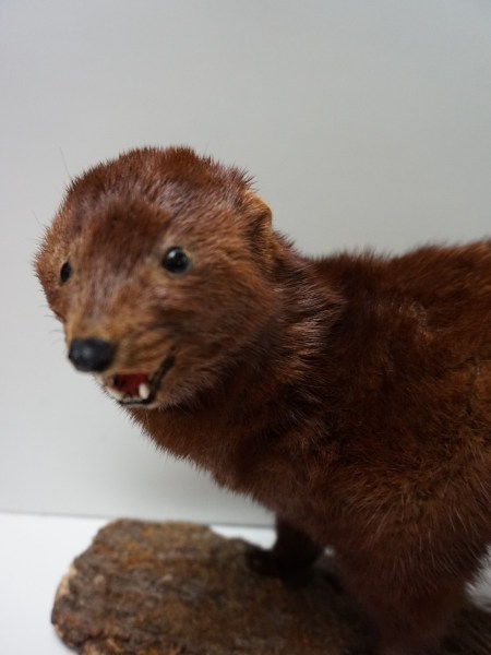 opgezette-marter-taxidermy-stuffed-marten-mounted-martres