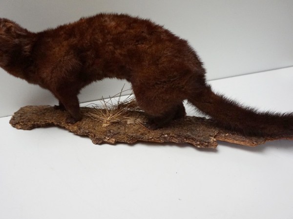 opgezette-marter-taxidermy-stuffed-marten-mounted-martres