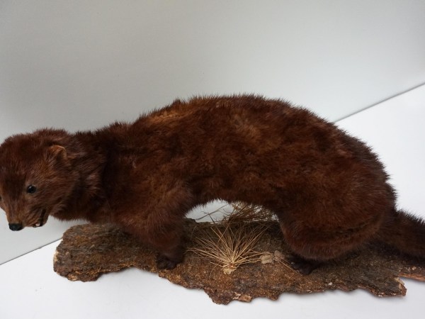 opgezette-marter-taxidermy-stuffed-marten-mounted-martres